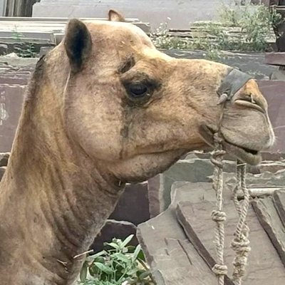 Side view of camel's head
